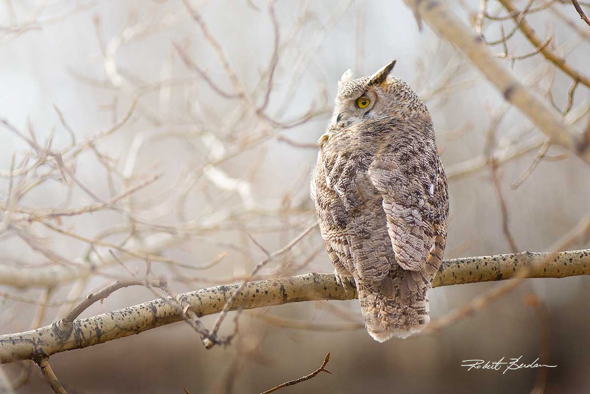 Greay Horned owl by Robert Berdan ©
