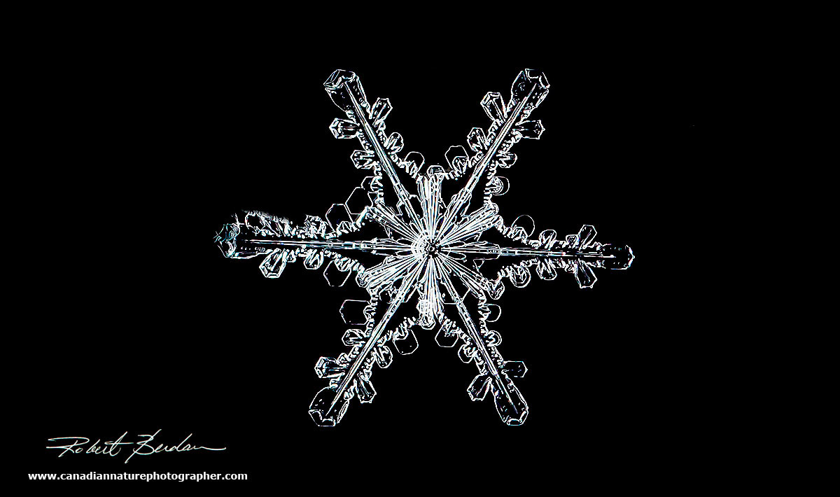 Snowflake 20X Robert Berdan ©