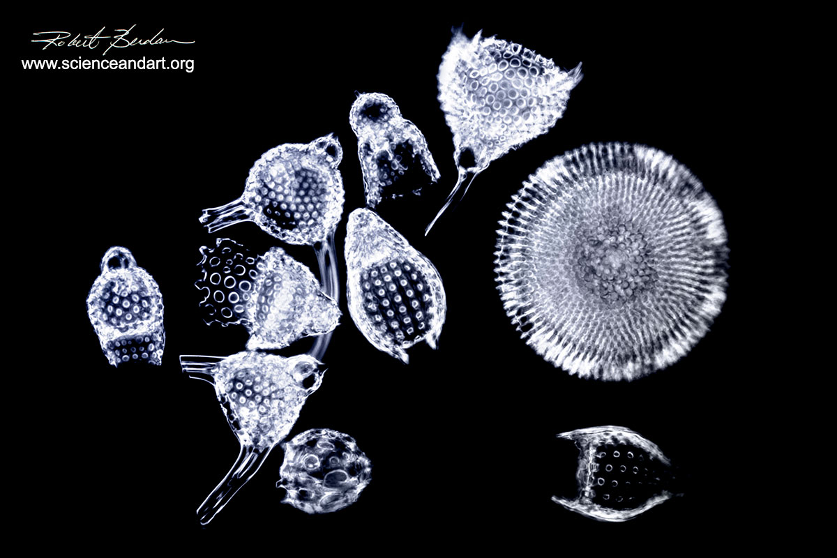 Radiolarians 400X Darkfield microscopy Robert Berdan ©