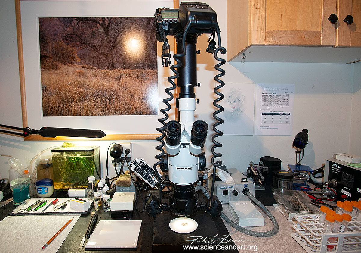Wild Stereo microscope with Canon 5D Mark II and electronic flash Robert Berdan ©