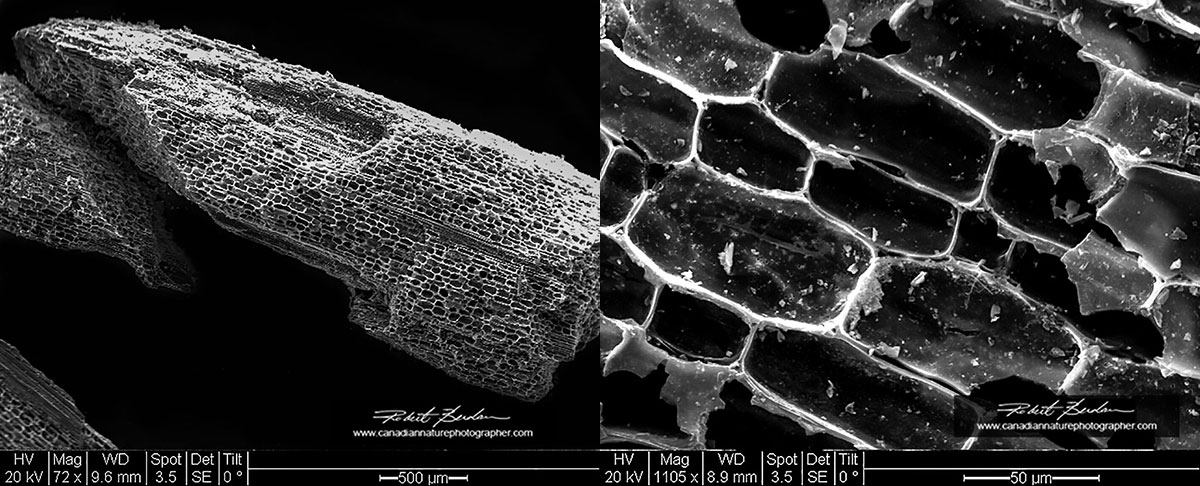 Charcoal showing individual cells  SEM Robert Berdan ©