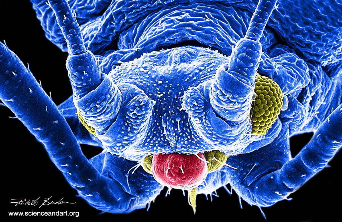 Head of an Aphid SEM 200X - false coloured in Photoshop by Robert Berdan ©